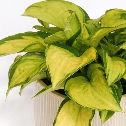 Stained Glass Hosta - LandscapeDirect