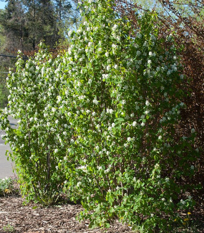 Standing Ovation Amelanchier - LandscapeDirect
