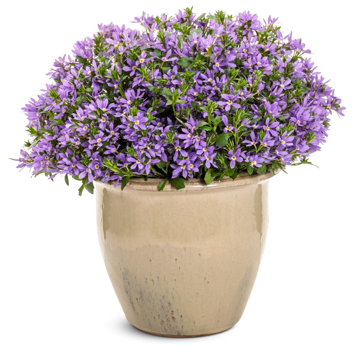 Stardiva Blue Fan Flower - LandscapeDirect