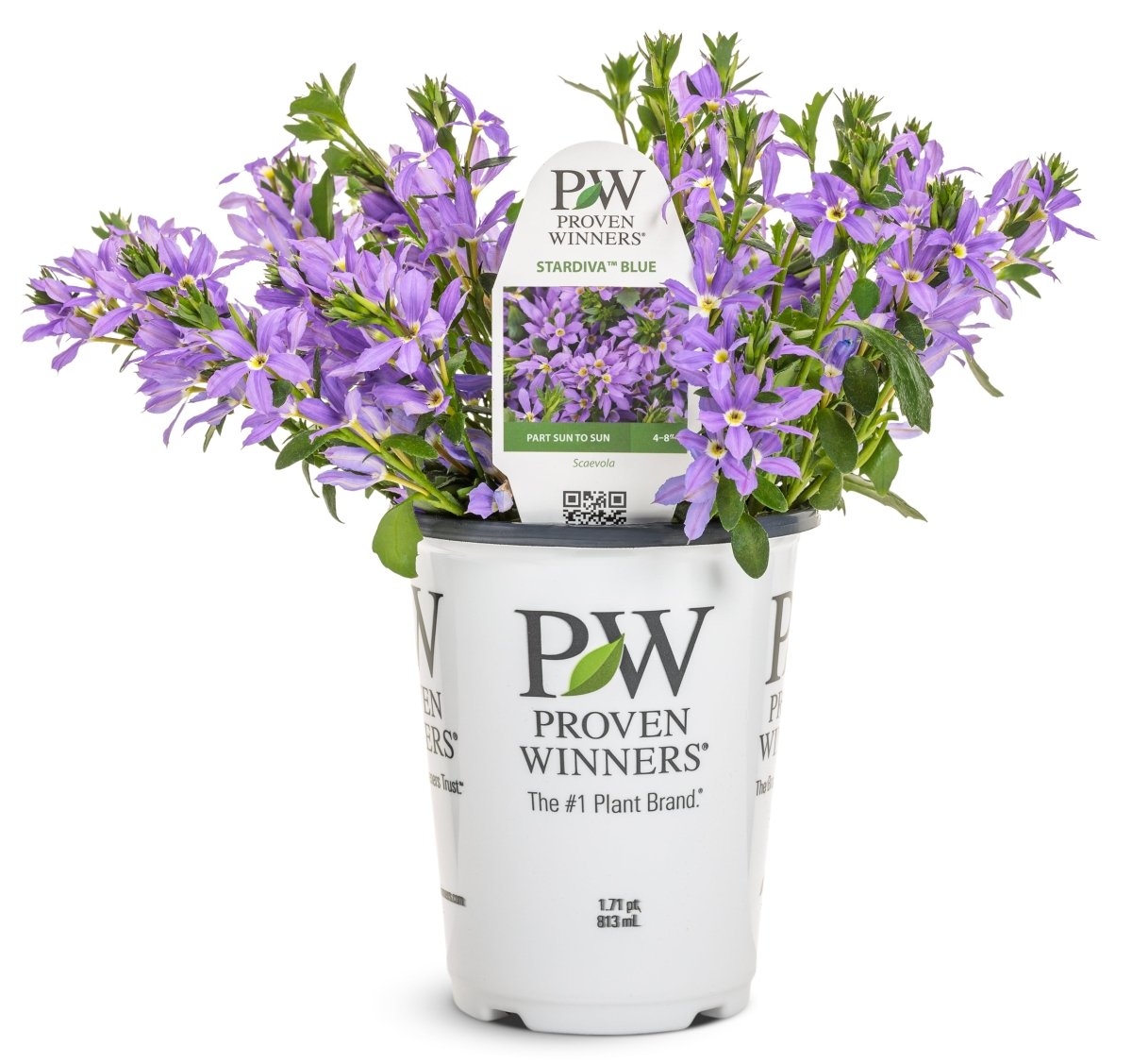 Stardiva Blue Fan Flower - LandscapeDirect