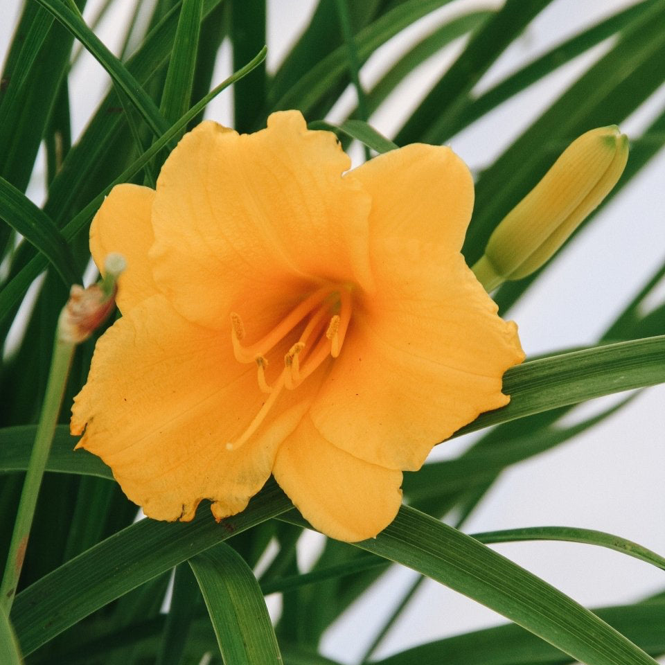 Stella de Oro Daylily - LandscapeDirect