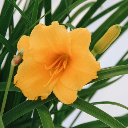 Stella de Oro Daylily - LandscapeDirect
