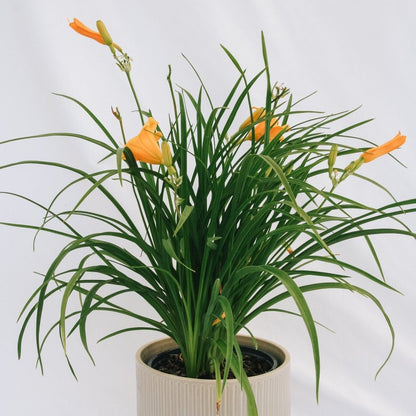 Stella de Oro Daylily - LandscapeDirect