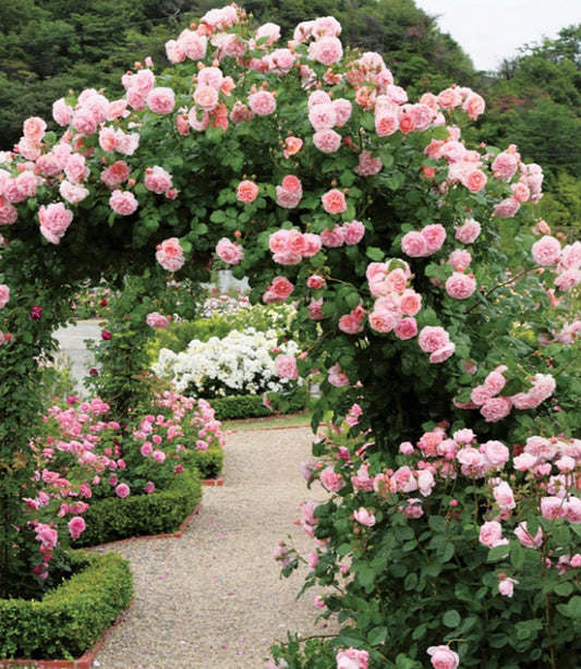 Strawberry Hill Climbing Rose - LandscapeDirect