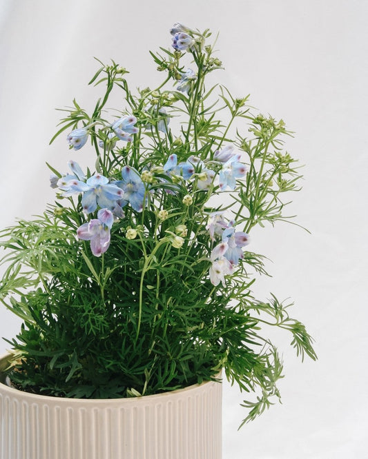 Summer Blues Larkspur - LandscapeDirect
