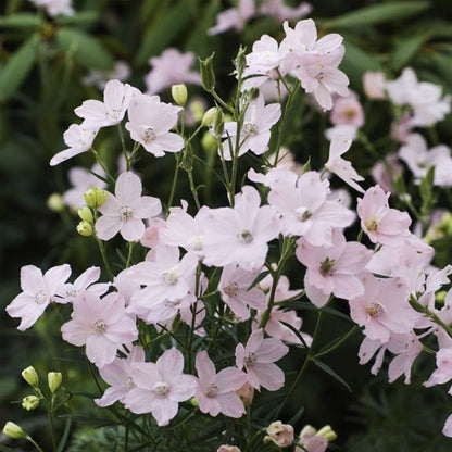 Summer Morning Larkspur - LandscapeDirect