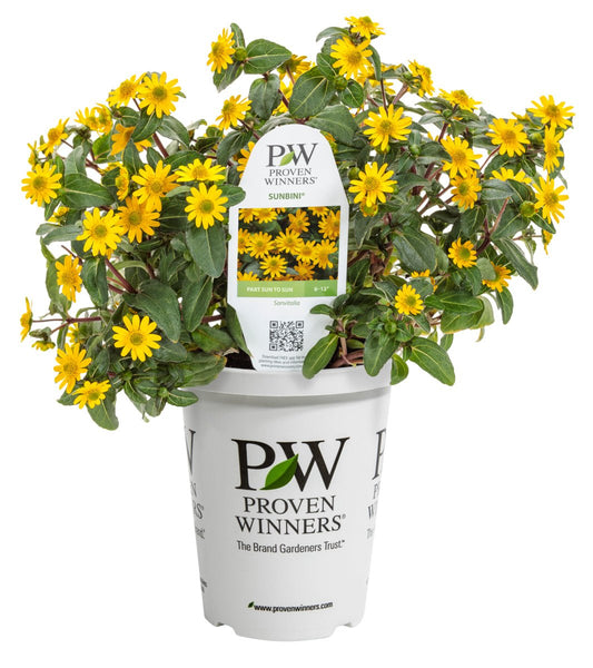 Sunbini® Sanvitalia - LandscapeDirect