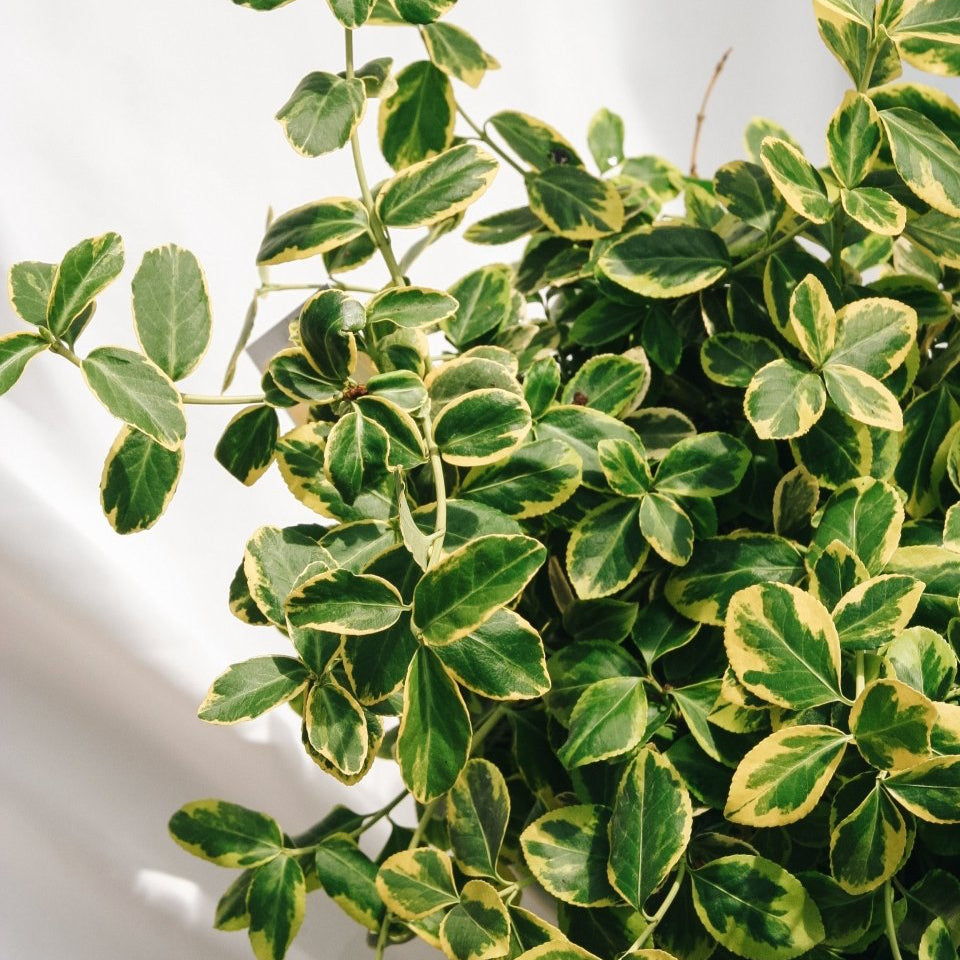 Sungold Euonymus - LandscapeDirect