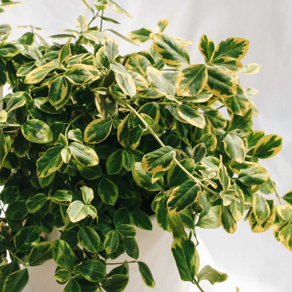 Sungold Euonymus - LandscapeDirect