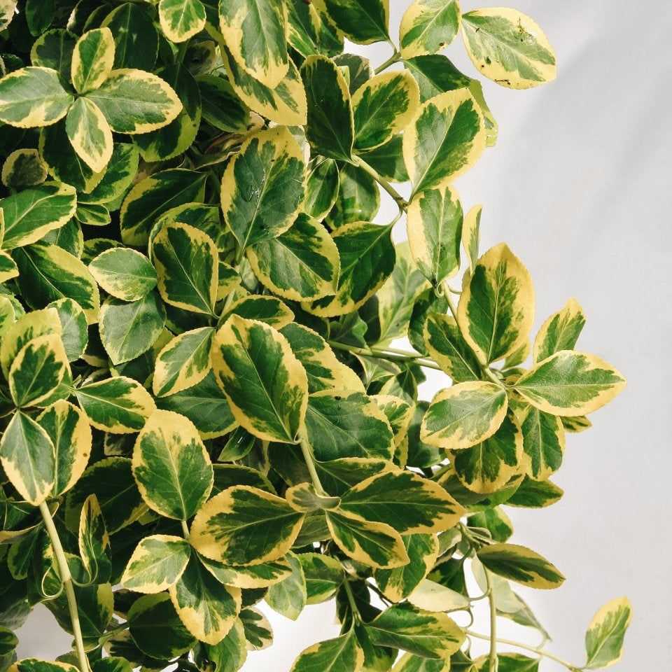 Sungold Euonymus - LandscapeDirect