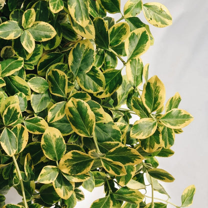 Sungold Euonymus - LandscapeDirect