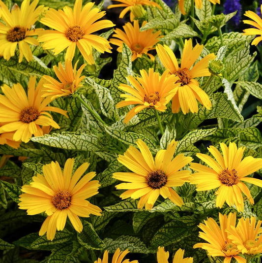 Sunstruck False Sunflower - LandscapeDirect
