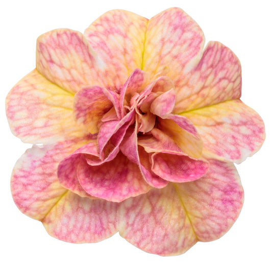 Superbells Magic® Double Grapefruit Calibrachoa - LandscapeDirect