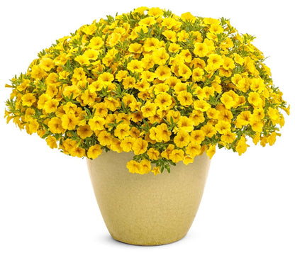 Superbells Yellow Calibrachoa - LandscapeDirect