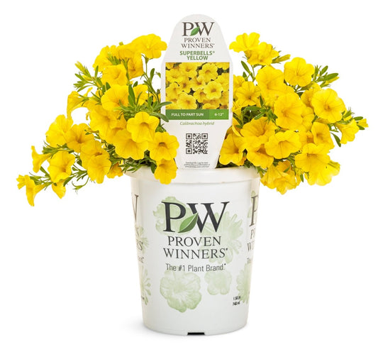 Superbells Yellow Calibrachoa - LandscapeDirect
