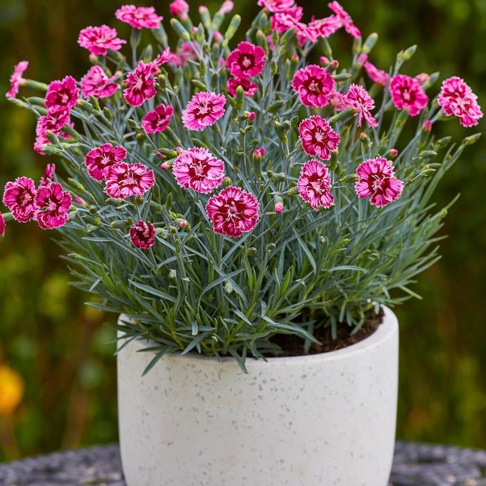 Superstar Dianthus - LandscapeDirect