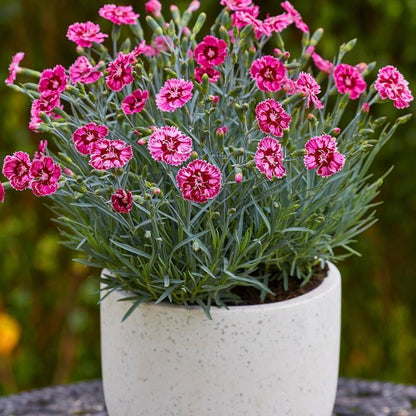 Superstar Dianthus - LandscapeDirect