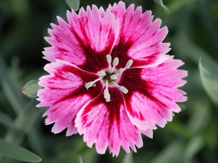 Superstar Dianthus - LandscapeDirect
