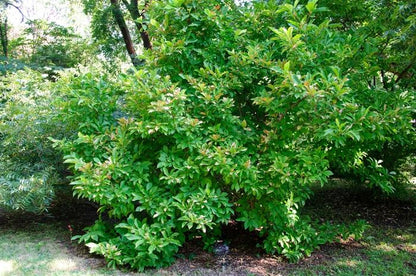Susan Magnolia - LandscapeDirect
