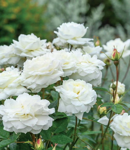 Susan Williams-Ellis English Rose - LandscapeDirect