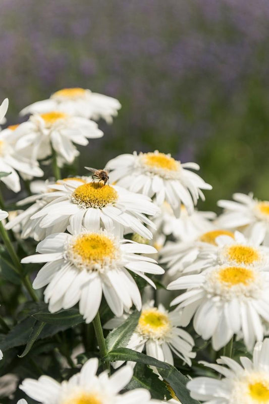 Sweet Daisy Birdy Shasta Daisy - LandscapeDirect