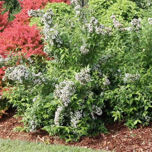 Sweet Emotion Hardy abelia - LandscapeDirect