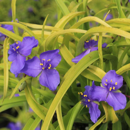 Sweet Kate Spiderwort - LandscapeDirect