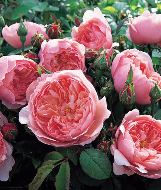 The Alnwick Rose - LandscapeDirect