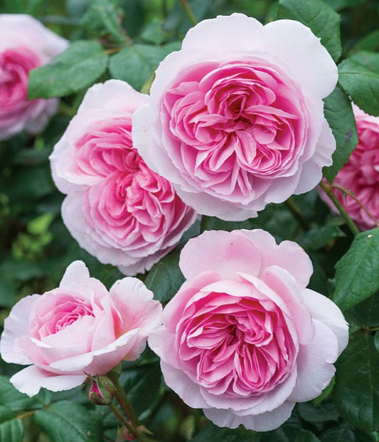 The Ancient Mariner English Rose - LandscapeDirect