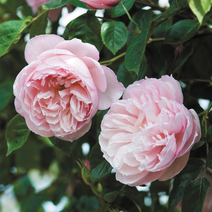The Generous Gardener Climbing Rose - LandscapeDirect