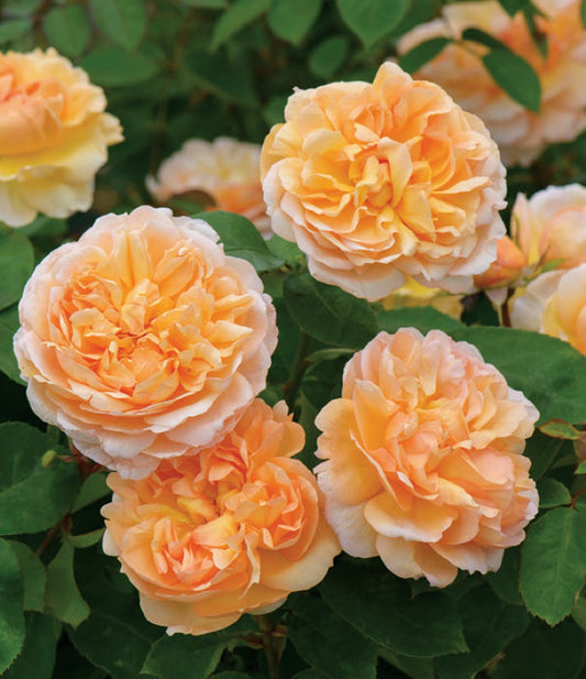 The Lady Gardener English Rose - LandscapeDirect