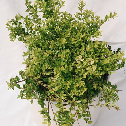 Thunderbolt Box Honeysuckle - LandscapeDirect