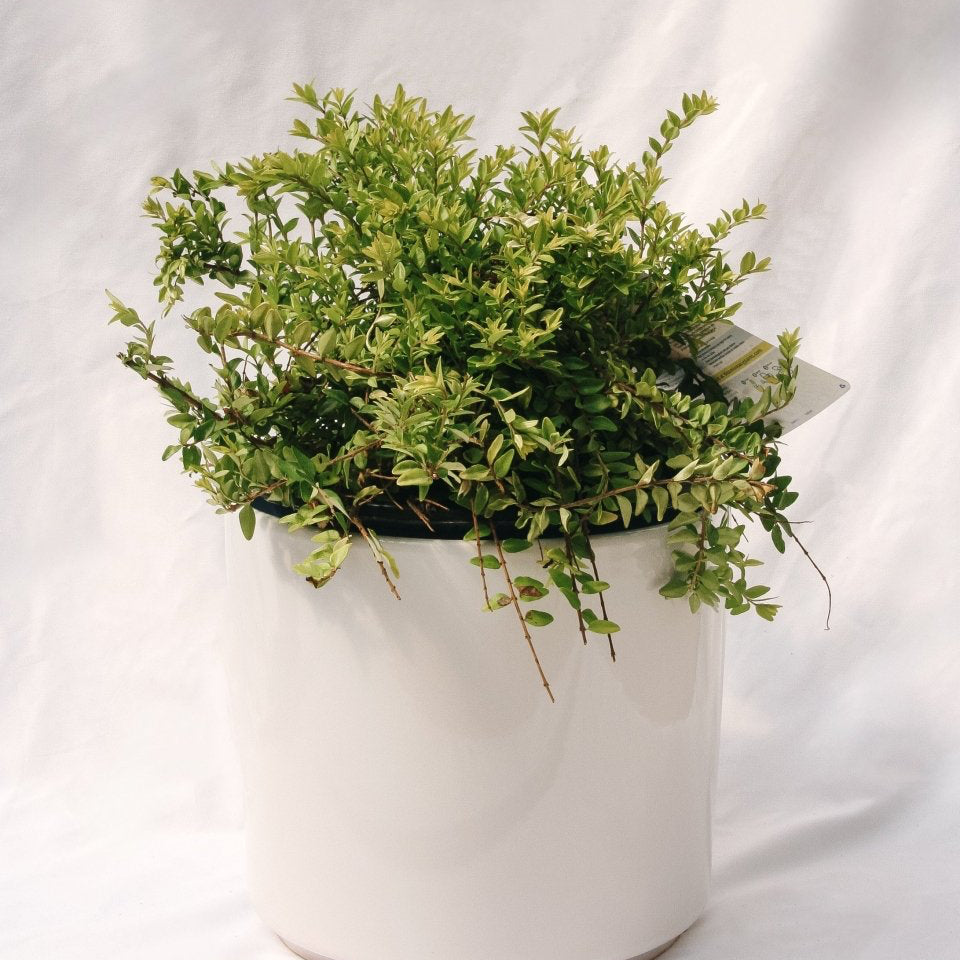 Thunderbolt Box Honeysuckle - LandscapeDirect