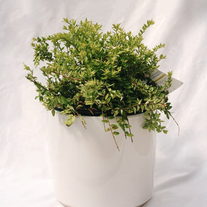 Thunderbolt Box Honeysuckle - LandscapeDirect