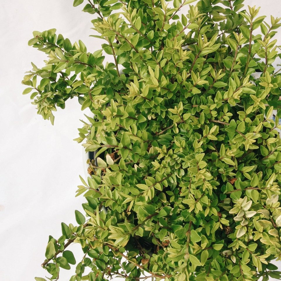 Thunderbolt Box Honeysuckle - LandscapeDirect