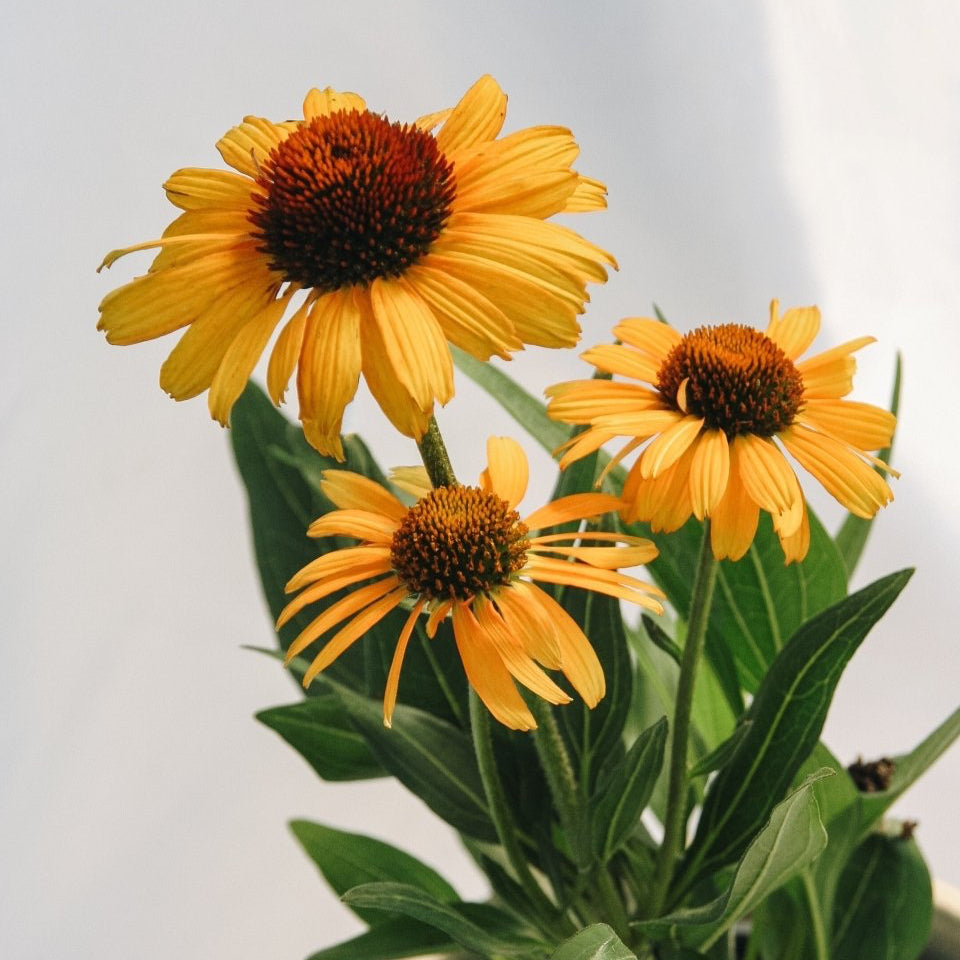 Tiger Coneflower - LandscapeDirect