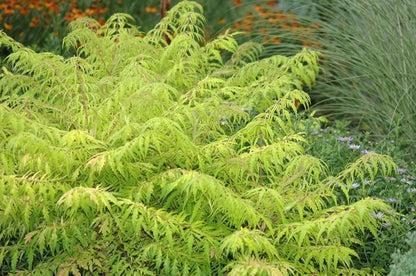 Tiger Eyes Sumac - LandscapeDirect