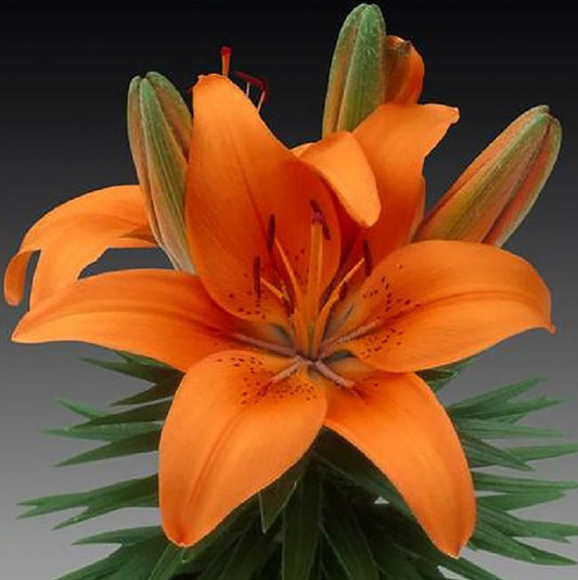 Tiny Invader Asiatic Lily - LandscapeDirect