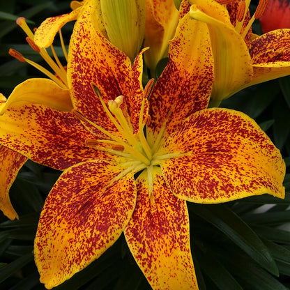 Tiny Parrot Asiatic Lily - LandscapeDirect
