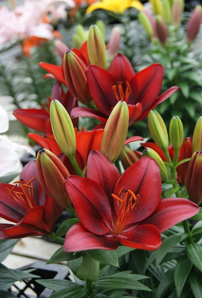 Tiny Rocket Asiatic Lily - LandscapeDirect