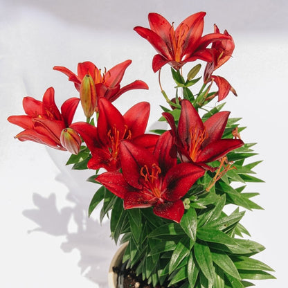 Tiny Rocket Lily - LandscapeDirect