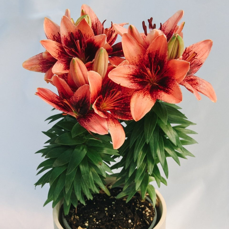 Tiny Shadow Asiatic Lily - LandscapeDirect
