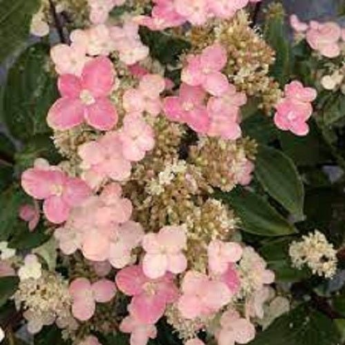 Torch Hydrangea - LandscapeDirect
