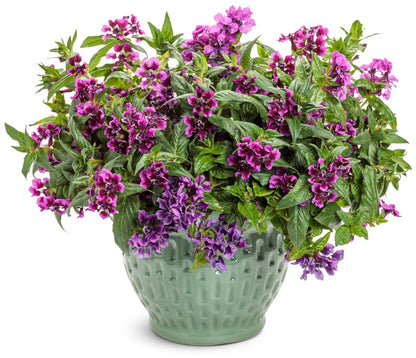 Totally Tempted Vivid Violet cuphea - LandscapeDirect