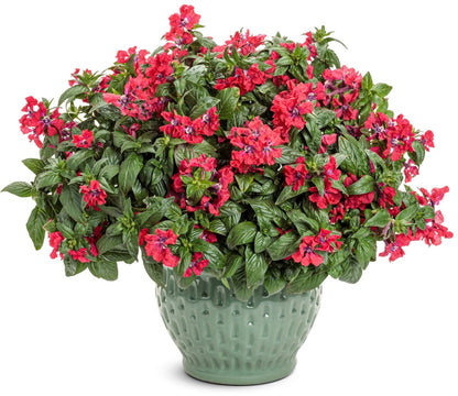Totally Tempted Watermelon Wine cuphea - LandscapeDirect