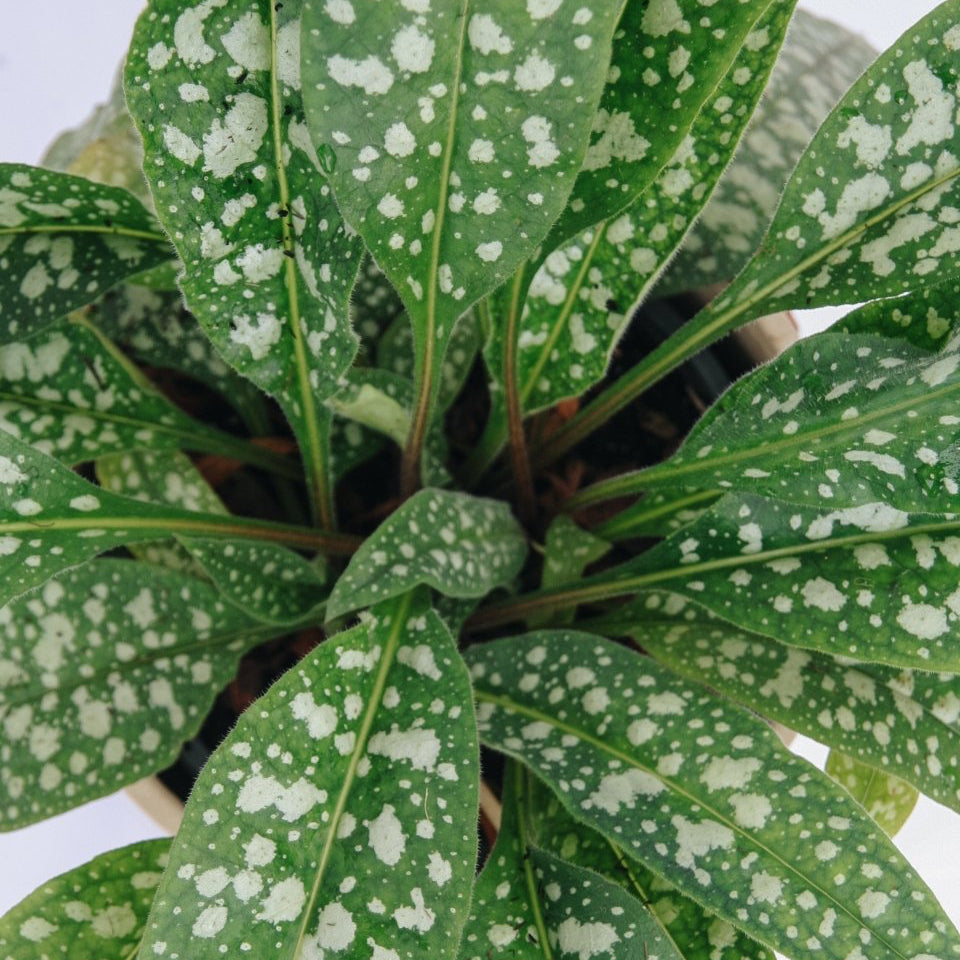 Trevi Fountain Lungwort - LandscapeDirect