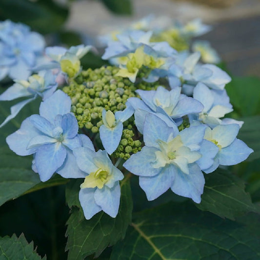 Tuff Stuff Ah - Ha Reblooming Mountain Hydrangea - LandscapeDirect