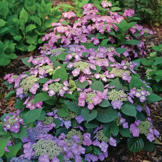 Tuff Stuff Top Fun Reblooming Mountain Hydrangea - LandscapeDirect
