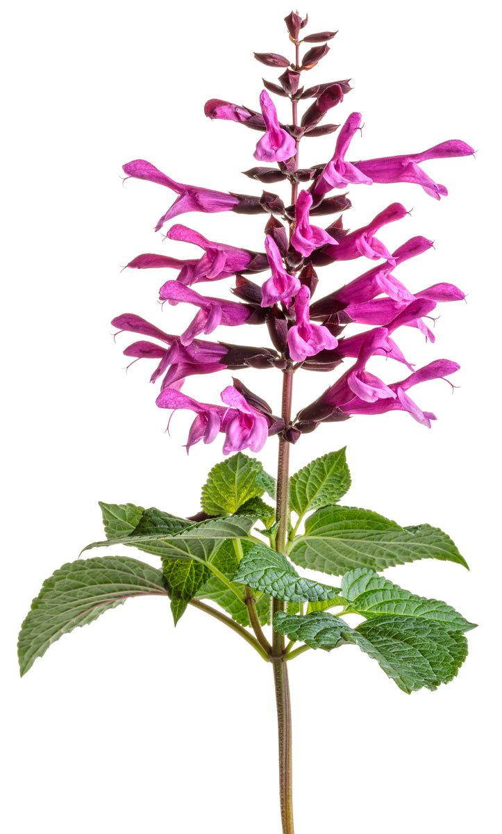 Unplugged™ Pink Salvia Hybrid - LandscapeDirect