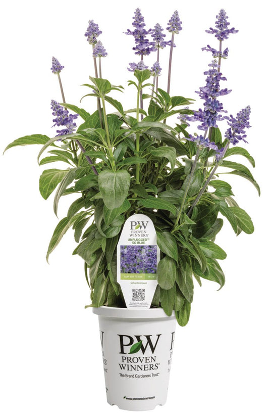Unplugged™ So Blue™ Salvia - LandscapeDirect